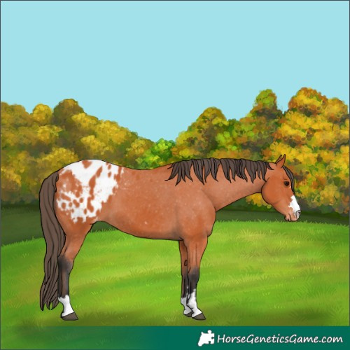 Horse Color:Bay Appaloosa 