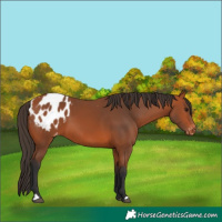 Horse Color:Bay Appaloosa