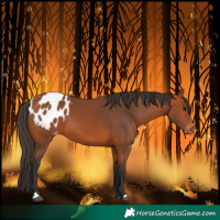 Horse Color:Bay Blanket 