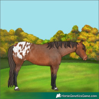 Horse Color:Bay Blanket 