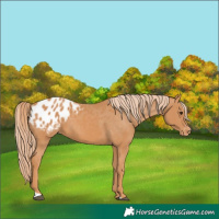 Horse Color:Chestnut Blanket 