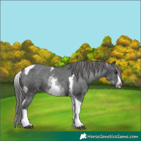 Horse Color:White Spotted Black Splash Tobiano Frame Appaloosa 