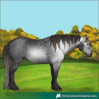 Horse Color:Gray White Spotted Liver Chestnut 