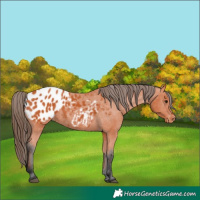 Horse Color:Bay Appaloosa