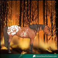 Horse Color:Bay Blanket