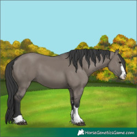Horse Color:Grullo 