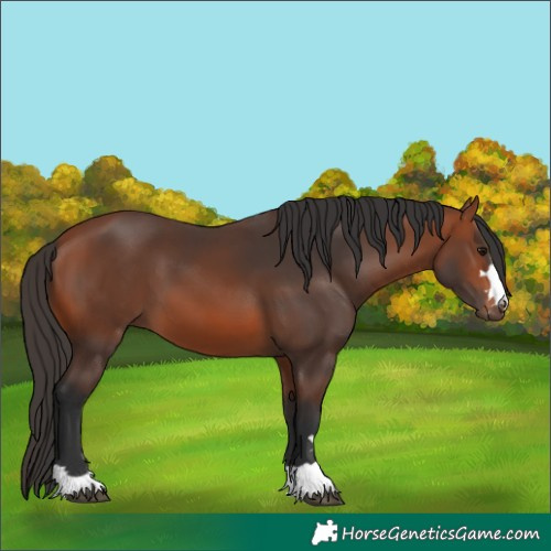 Horse Color:Bay 