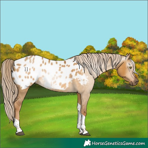 Horse Color:Gray Palomino Dun Tobiano Appaloosa 