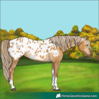 Horse Color:Gray Palomino Dun Tobiano Appaloosa 