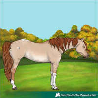 Horse Color:Red Dun Tobiano 
