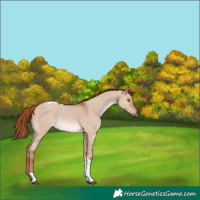 Horse Color:Red Dun Tobiano 