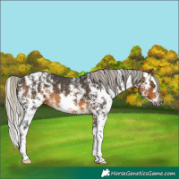Horse Color:Gray Silver Buckskin Sabino Splash Appaloosa