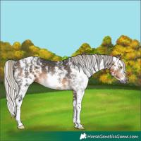Horse Color:Gray Silver Buckskin Sabino Splash Appaloosa 