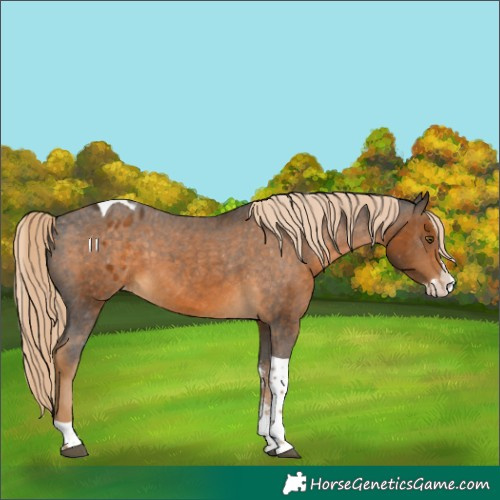 Horse Color:Chocolate Palomino Sabino Splash Tobiano Varnish 