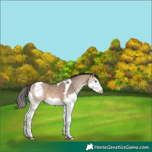 Horse Color:Bay Dun Splash Tobiano Rabicano