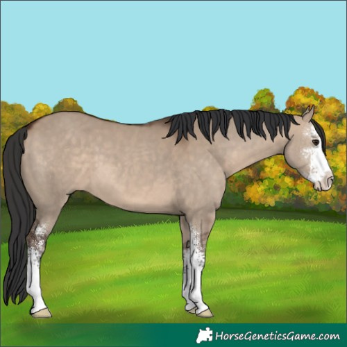 Horse Color:Brown Dun Sabino 