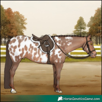 Horse Color:Sable Champagne Near Leopard