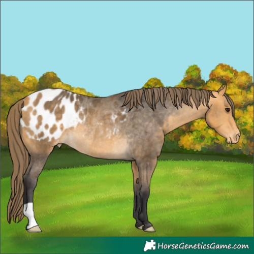 Horse Color:Buckskin Appaloosa Rabicano