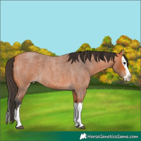 Horse Color:Bay Roan Splash