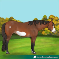 Horse Color:Bay Frame 