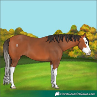 Horse Color:Bay Splash