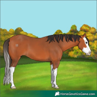 Horse Color:Bay Splash