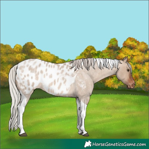 Horse Color:Silver Brown Roan Dun Tobiano Appaloosa