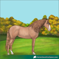 Horse Color:Gold Champagne Splash Frame