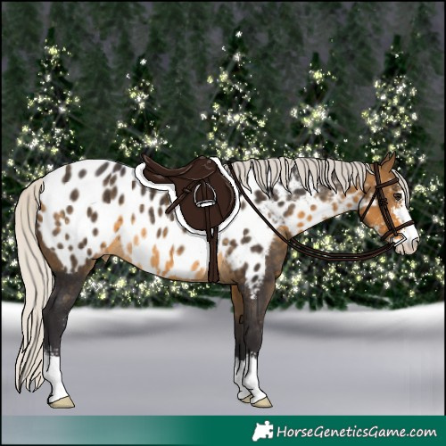 Horse Color:Silver Buckskin Sabino Appaloosa Rabicano