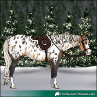 Horse Color:Silver Buckskin Sabino Appaloosa Rabicano 