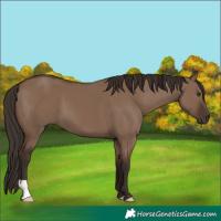 Horse Color:Liver Red Dun
