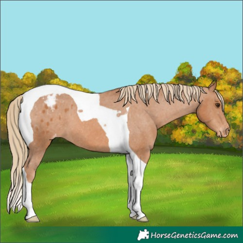 Horse Color:Chestnut Tobiano Appaloosa 