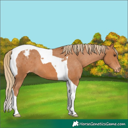 Horse Color:Chestnut Tobiano Appaloosa 