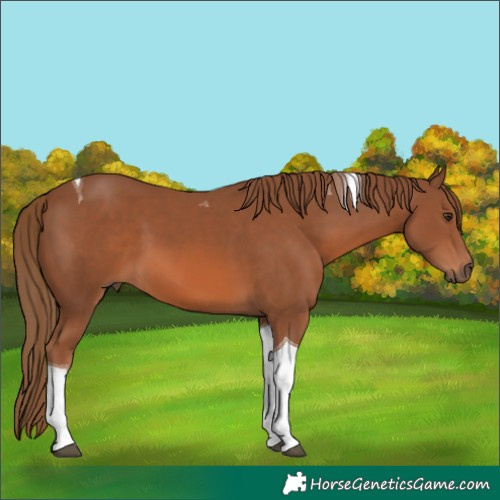 Horse Color:Chestnut Tobiano 