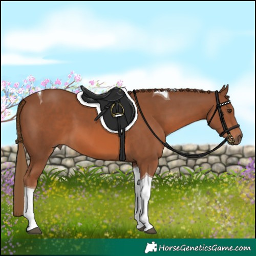 Horse Color:Chestnut Tobiano 