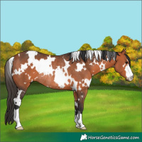 Horse Color:White Spotted Bay Rabicano 