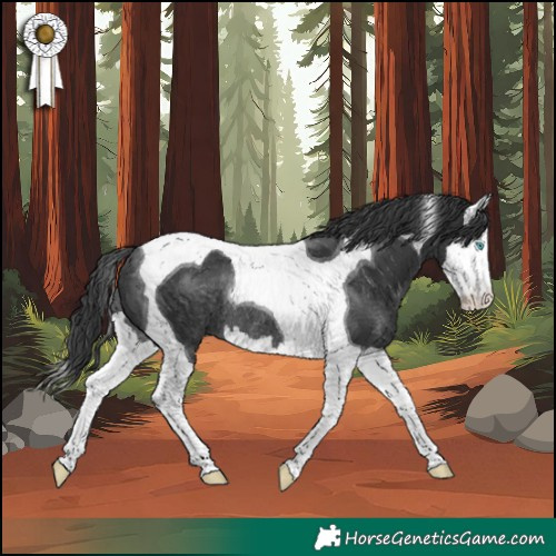 Horse Color:Black Splash Tobiano Rabicano 