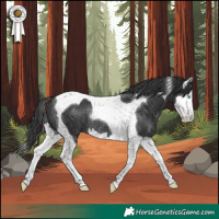 Horse Color:Black Splash Tobiano Rabicano 