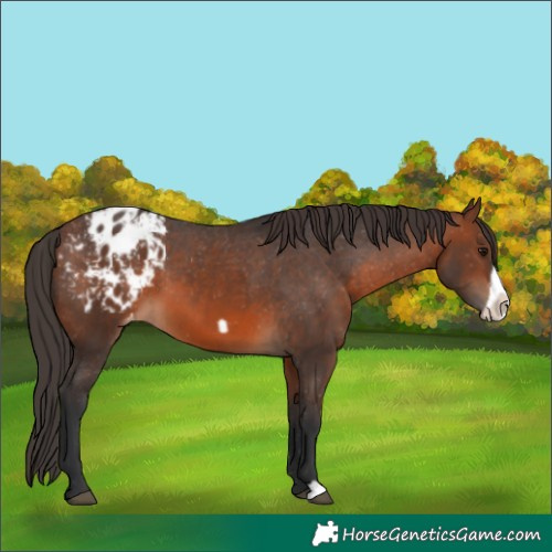 Horse Color:Brown Frame Appaloosa 