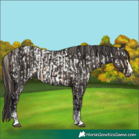 Horse Color:Buckskin Appaloosa and Smoky Grullo Ice