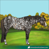 Horse Color:Buckskin Appaloosa and Smoky Grullo Ice