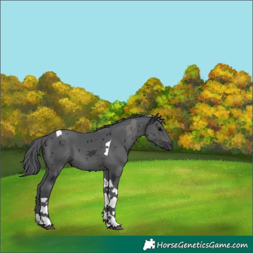 Horse Color:Black Merle Tobiano 