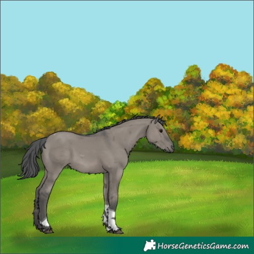 Horse Color:Grullo Merle Tobiano Rabicano