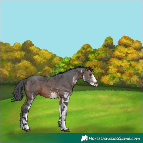 Horse Color:White Spotted Brown Merle 