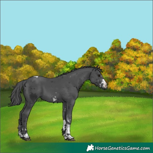 Horse Color:White Spotted Black Merle Tobiano Rabicano 