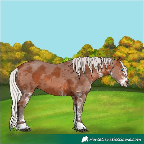 Horse Color:White Spotted Silver Brown Merle 