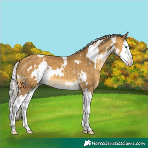 Horse Color:White Spotted Chocolate Silver Sable Cream Champagne Splash 