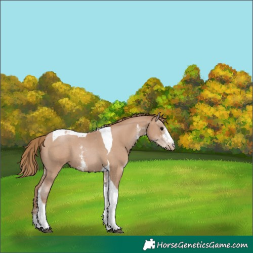 Horse Color:Black Pearl Sabino Tobiano 