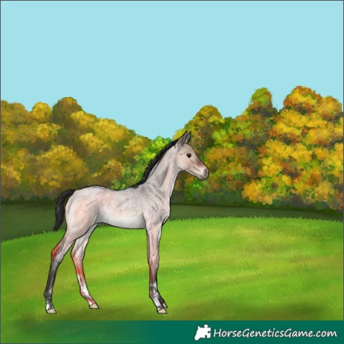 Horse Color:Brown Roan Dun 