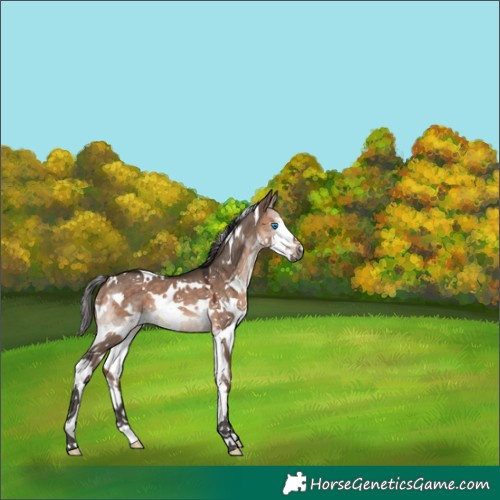 Horse Color:White Spotted Brown Dun Splash 
